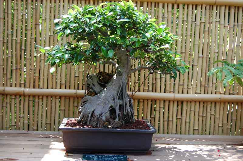 Bonsai